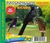 Bicudo - Sons P�ssaros Brasil